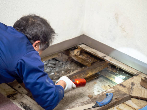 Trusted Greenville, KY Mold Removal Experts