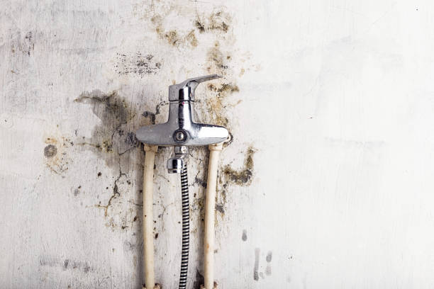 Mold Removal Process in Greenville, KY