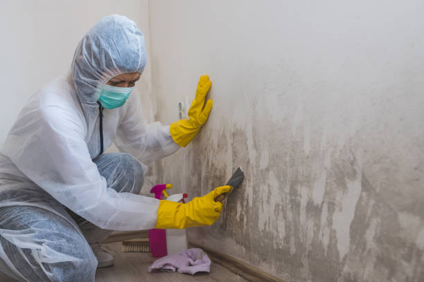 Best Attic Mold Removal  in Greenville, KY
