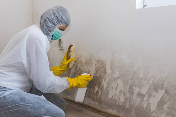 Mold Testing and Removal in Greenville, KY