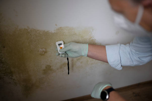 Best Emergency Mold Removal  in Greenville, KY