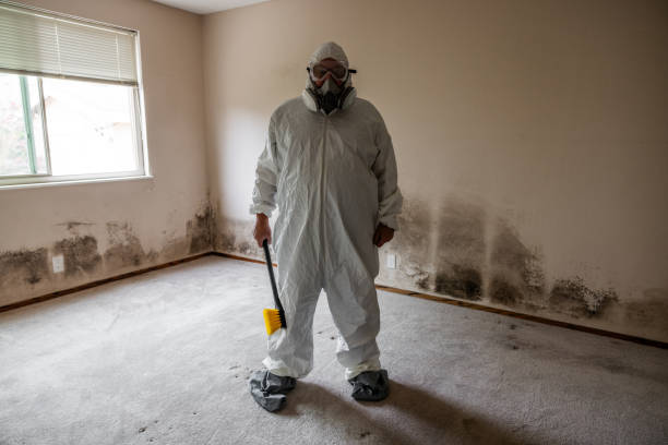 Best Certified Mold Removal  in Greenville, KY