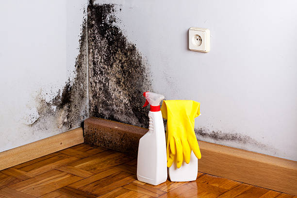Best Residential Mold Removal  in Greenville, KY